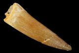 Fossil Plesiosaur (Zarafasaura) Tooth - Morocco #162317-1